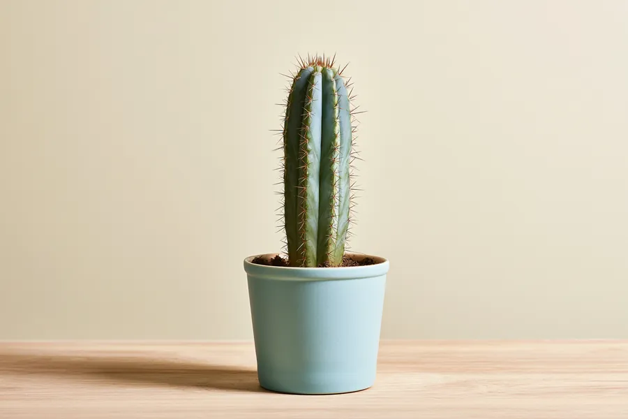 Potted cactus illustrating larger requests of $3,000 – $5,000 for personal loans — Happy Money personal loans.